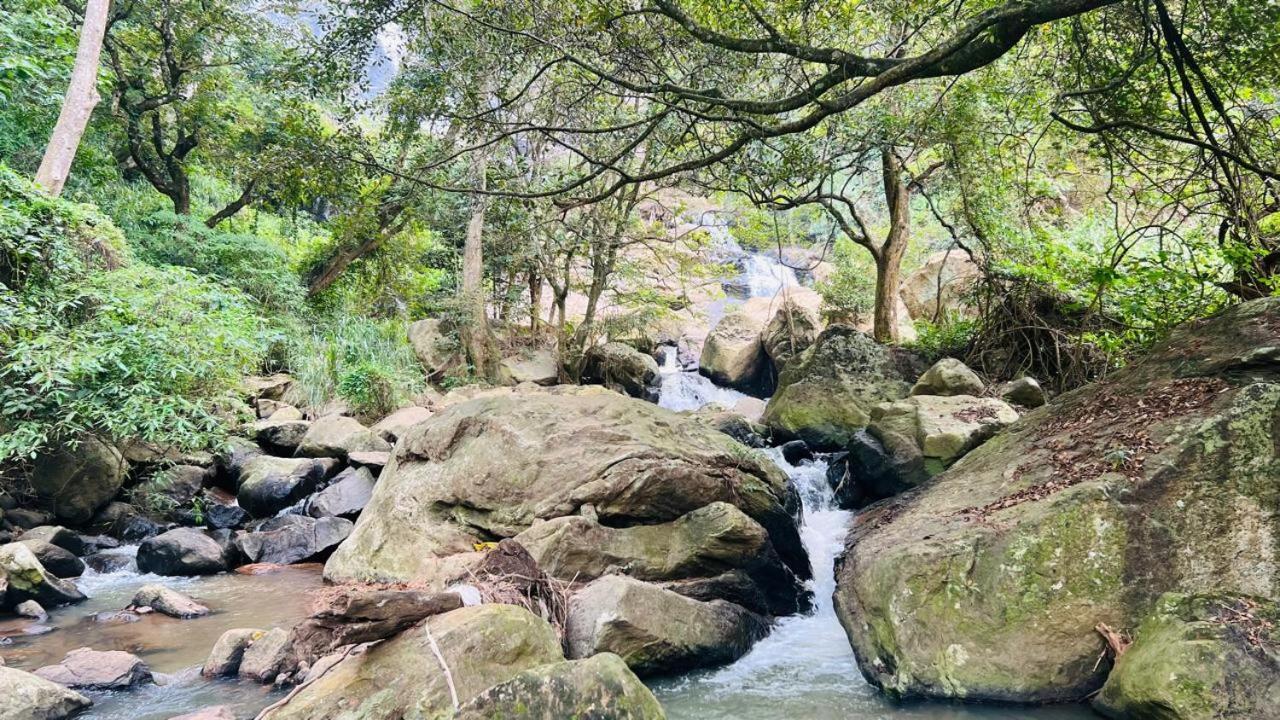 Jungle Rock