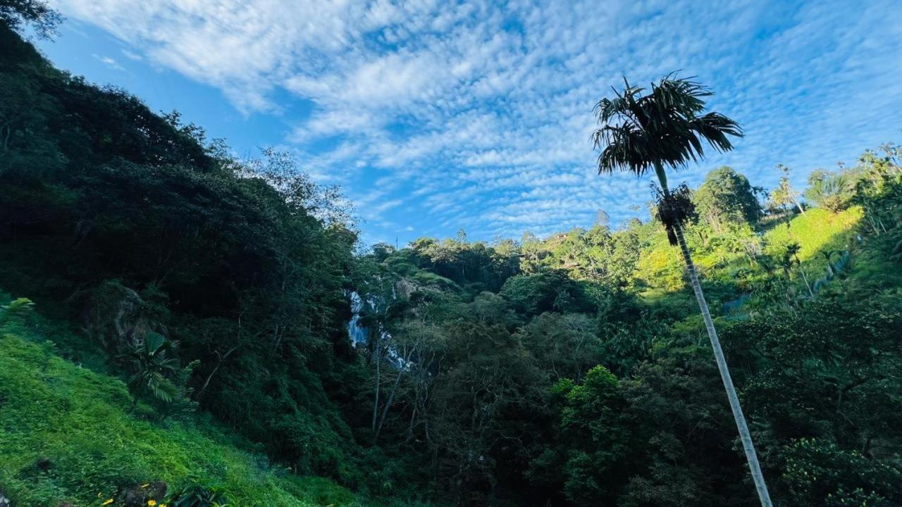 Jungle Rock * Ella